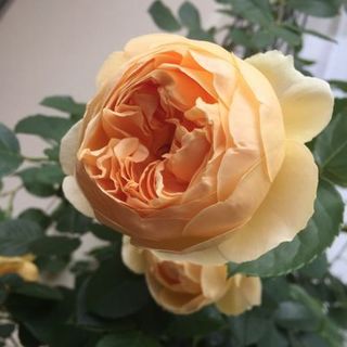 IMG_1887.jpg