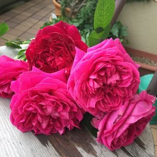 IMG_1934.jpg